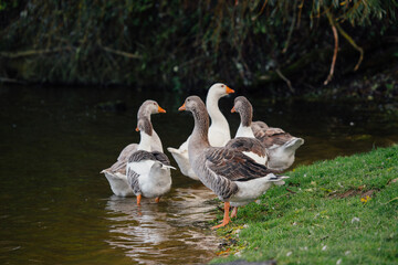 Domestic geese standing in water by green grass