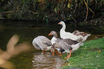 Geese drinking water at river bank