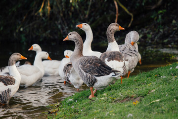 Obraz premium Geese standing on grass near water surface