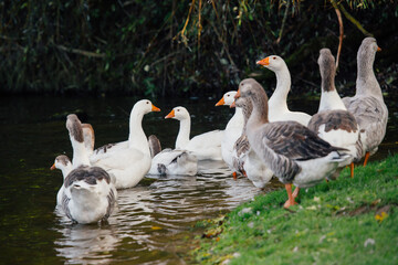 Geese standing in water and on grassy bank