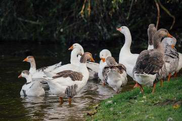 Domestic geese flock gathering on riverbank