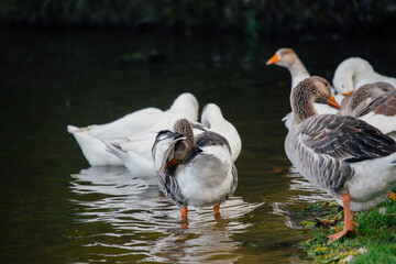 Geese standing in water by the shore