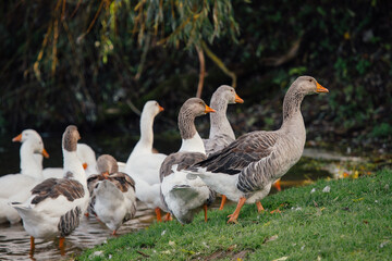 Domestic geese flock walking from water to grass