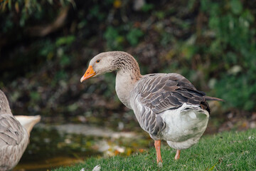 Goose standing on grass near water at outdoor