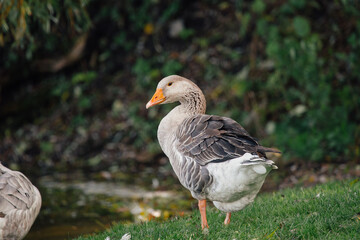 Gray goose standing on green grass next to water