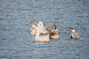 Group of geese swimming in calm blue water