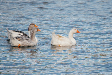 White and gray geese swimming on water surface