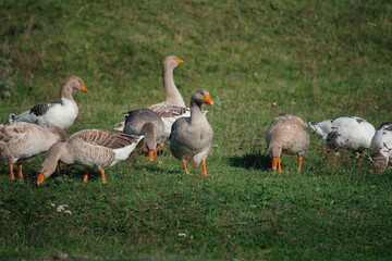 Domestic geese grazing on green grass outdoors
