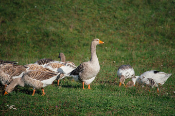 Domestic geese foraging in a green rural meadow © Iryna