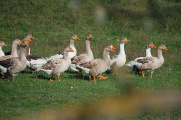 Geese walking on a green field in daytime