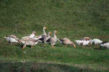 Geese grazing in a green field during the day