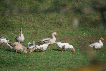 Domestic geese foraging in a green grassy field