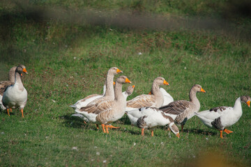 Geese grazing in a green grass field