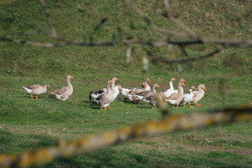 Domestic geese flock grazing on green grass