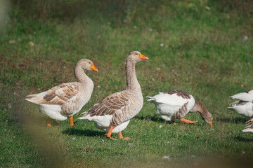 Domestic geese foraging in green grass field