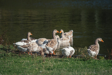 Group of geese standing on grass by lake