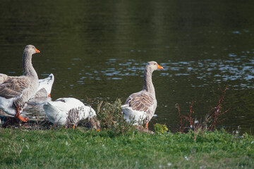 Geese standing on green grass near water
