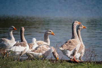 Geese standing on green grass near water