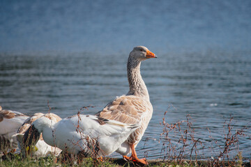 Geese grazing near lake on sunny day