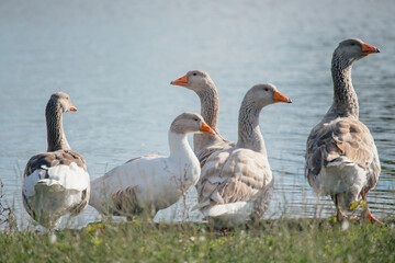Group of geese standing on grass near water