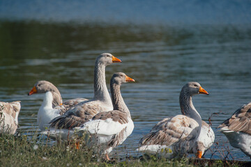 Greylag geese standing at waters edge in natural habitat