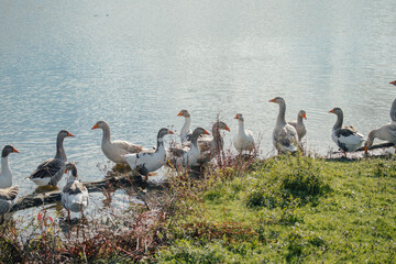 Group of geese standing on grass by lake