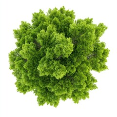 Obraz premium Overhead view of a lush green tree canopy. Dense foliage forms a circular shape against a white background