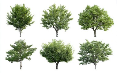 Six isolated trees, various shapes and sizes, vibrant green foliage, against a pure white background
