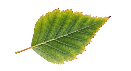 Crisp Green Birch Leaf with Yellow Edges Against a Dark Background