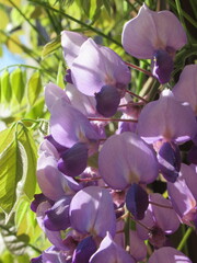 Zbliżenie na kwiaty rośliny z gatunku Wisteria © Kumulugma