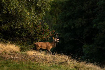 A red deer in the mating season. A deer during rutting season. A cervus elaphus in its natural habitat. 