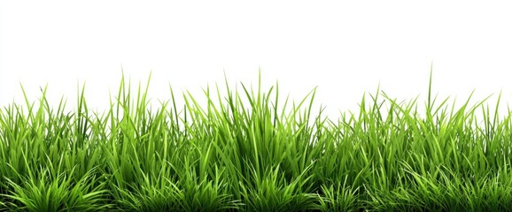 Lush green grass blades against a white background (1)