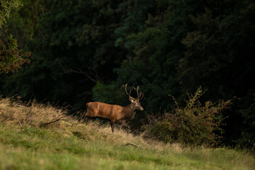 A red deer in the mating season. A deer during rutting season. A cervus elaphus in its natural habitat. 