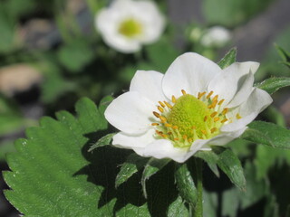 Zbliżenie na białe kwiaty truskawki © Kumulugma