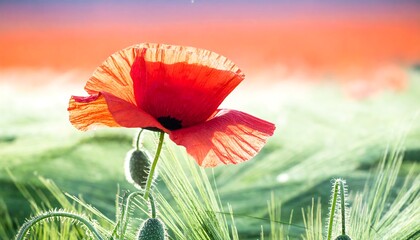 Vibrant poppy in a field
