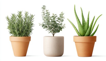 Three potted plants against white background.  Rosemary, eucalyptus, and aloe vera in terracotta and light gray pots