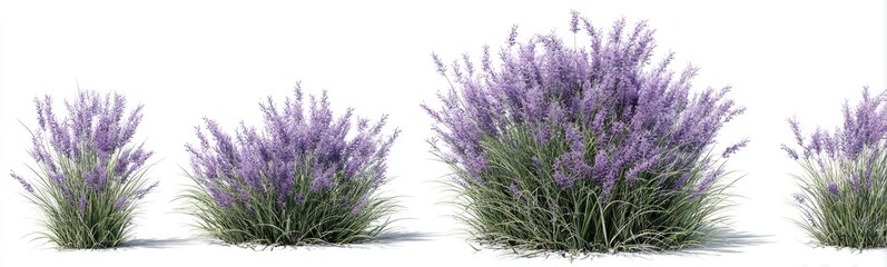Four different sized lavender-like plants against a white background