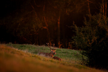 A red deer in the mating season. A deer during rutting season. A cervus elaphus in its natural habitat. 