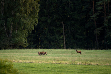 A red deer in the mating season. A deer during rutting season. A cervus elaphus in its natural habitat. 