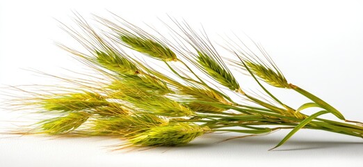 Close-up of a bunch of light-green wheat ears