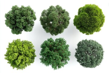 Overhead view of six diverse trees, various shades of green foliage