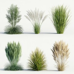 Six varieties of ornamental grasses, digitally rendered.  Diverse textures and colors.  Isolated on a plain white background
