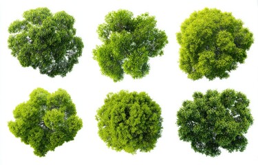 Six overhead views of various green trees