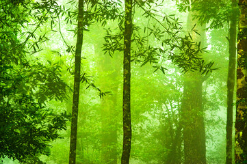 Obraz premium green forest in spring