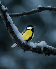 Great Tit on Snowy Branch in Winter Forest © Vitaly