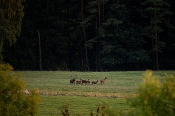 A red deer in the mating season. A deer during rutting season. A cervus elaphus in its natural habitat. 