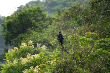 A rare group of hatinh langurs in their native habitat. A black langur with a crest and a white stripe on its head. An endangered Trachypithecus hatinhensis in a Vietnamese jungle.