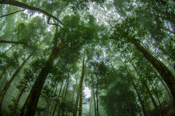 Obraz premium forest in the morning