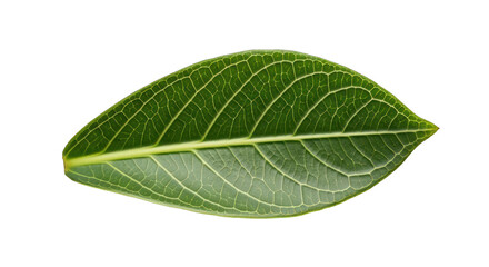 Obraz premium Vibrant Green Leaf with Intricate Vein Patterns on Black Background