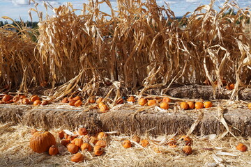 corn field in autumn with orange pumpkins on hay bales